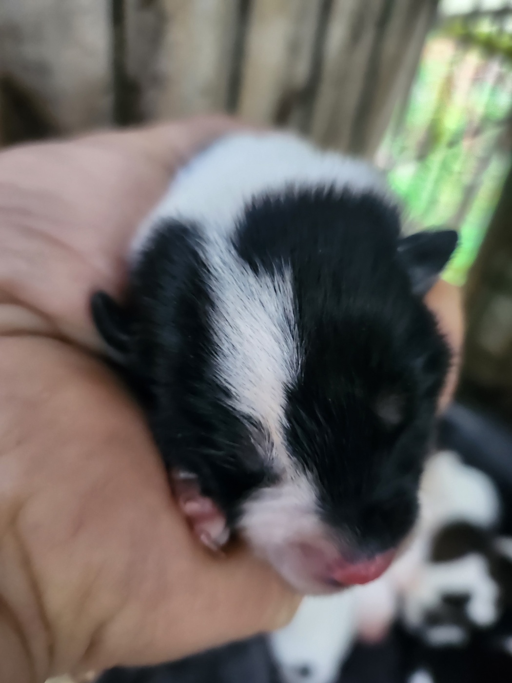 예산동물보호센터_444461202300635